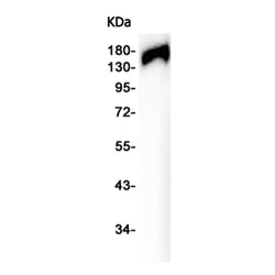CLASP1 rabbit monoclonal antibody