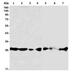 CLIC1 rabbit monoclonal antibody