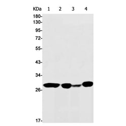 CLIC4 rabbit monoclonal antibody