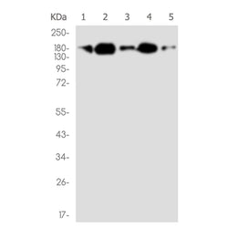 CLIP1 rabbit monoclonal antibody
