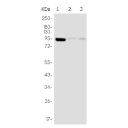 CLOCK rabbit monoclonal antibody