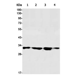 CLPP rabbit monoclonal antibody