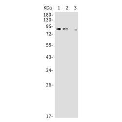 CLPTM1 rabbit monoclonal antibody