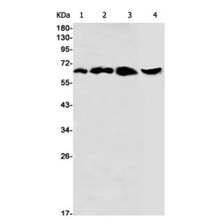 CLPX rabbit monoclonal antibody