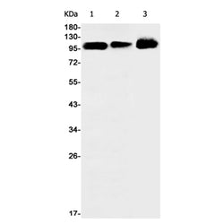 CLSTN1 rabbit monoclonal antibody