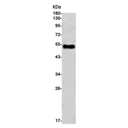 CNR1 (phospho-Ser316) rabbit monoclonal antibody