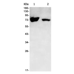 COG6 rabbit monoclonal antibody