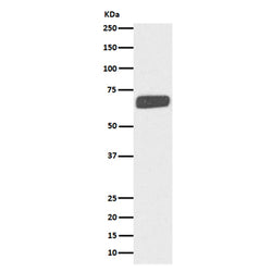 COL10A1 rabbit monoclonal antibody