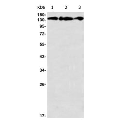 COL1A1 rabbit monoclonal antibody