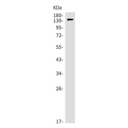 COL6A1 rabbit monoclonal antibody