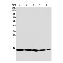 COX5B rabbit monoclonal antibody