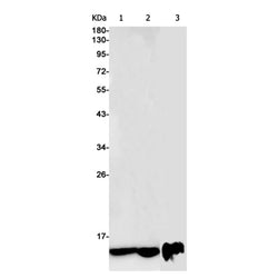 COX6C rabbit monoclonal antibody