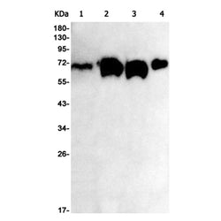 CPSF6 rabbit monoclonal antibody