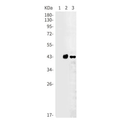 CREB1 (phospho-Ser133) rabbit monoclonal antibody