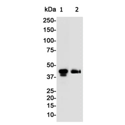 CREB1 rabbit monoclonal antibody