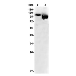 CSE1L rabbit monoclonal antibody