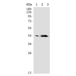 CSF1 rabbit monoclonal antibody