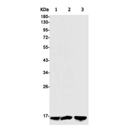 CST3 rabbit monoclonal antibody