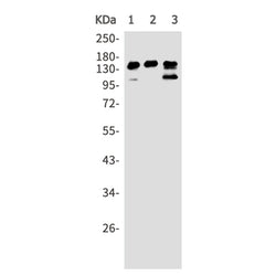 CTCF rabbit monoclonal antibody