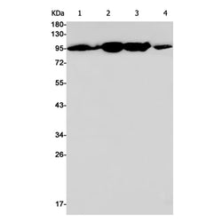 CTNNA1 rabbit monoclonal antibody