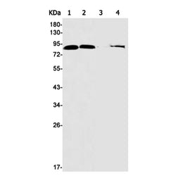 CUL1 rabbit monoclonal antibody