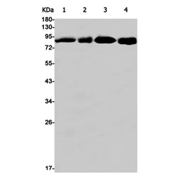 CUL2 rabbit monoclonal antibody