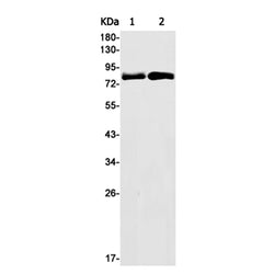 CUL3 rabbit monoclonal antibody