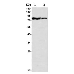 CUL4A rabbit monoclonal antibody