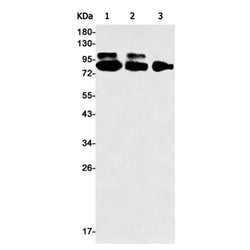 CUL4B rabbit monoclonal antibody