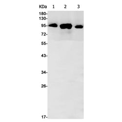 CUL5 rabbit monoclonal antibody