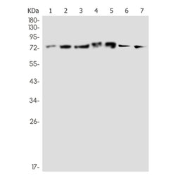 CUX1 rabbit monoclonal antibody