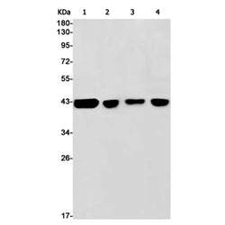 CXCR5 rabbit monoclonal antibody
