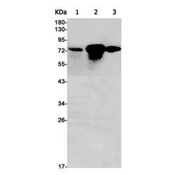 CXXC1 rabbit monoclonal antibody