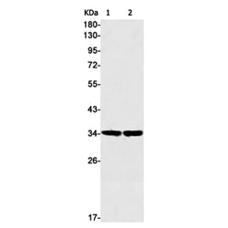 CYB5R3 rabbit monoclonal antibody