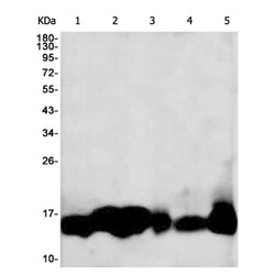 CYCS rabbit monoclonal antibody