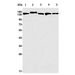 CYFIP1 rabbit monoclonal antibody