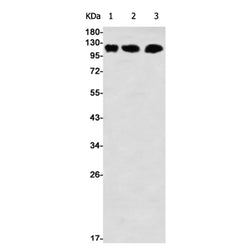 DAXX rabbit monoclonal antibody