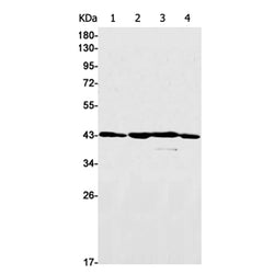 DAZAP1 rabbit monoclonal antibody
