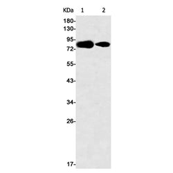 DBF4 rabbit monoclonal antibody