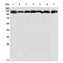DDB1 rabbit monoclonal antibody