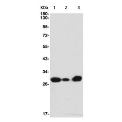 DDIT3 rabbit monoclonal antibody