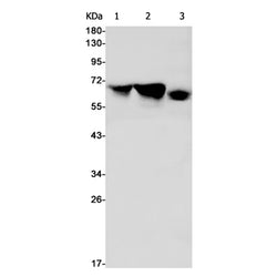DDX5 rabbit monoclonal antibody