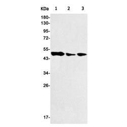 DEK rabbit monoclonal antibody