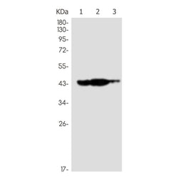 DFFA rabbit monoclonal antibody