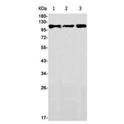 DGCR8 rabbit monoclonal antibody