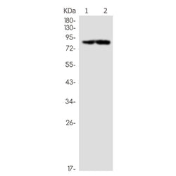 DGKA rabbit monoclonal antibody