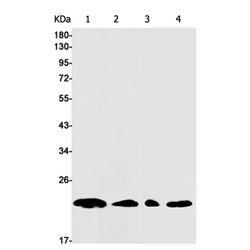DIABLO rabbit monoclonal antibody