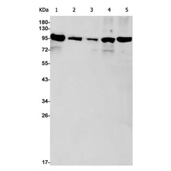 DISC1 rabbit monoclonal antibody