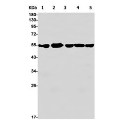 DLD rabbit monoclonal antibody