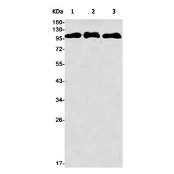 DLG2 rabbit monoclonal antibody